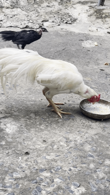 Gà bướm tơ 2.7kg trạng 2.9kg. Mua bán Gà tại Huyện Gò Công Tây Tiền Giang được đăng bởi Thiện Kho Xe Toyota Bến Tre hình 1