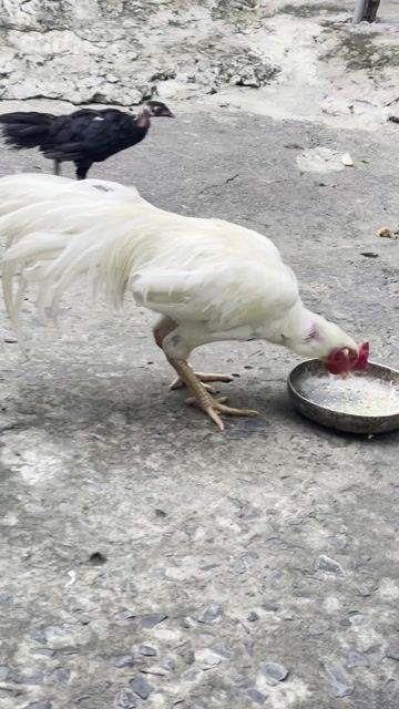 Gà bướm tơ 2.7kg trạng 2.9kg. Mua bán Gà tại Huyện Gò Công Tây Tiền Giang được đăng bởi Thiện Kho Xe Toyota Bến Tre hình 1