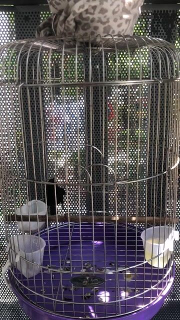 Chim Choè đất non hơi nhát. Mua bán Chim tại Quận Ninh Kiều Cần Thơ được đăng bởi Lâm Duy hình 1