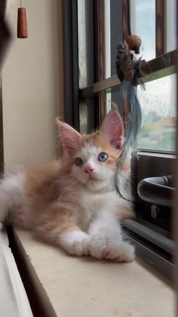 Mèo Mainecoon poly 6667 (đực) thuần chủng. Mua bán Mèo tại Thành phố Sóc Trăng Sóc Trăng được đăng bởi Nguyễn Oanh hình 1