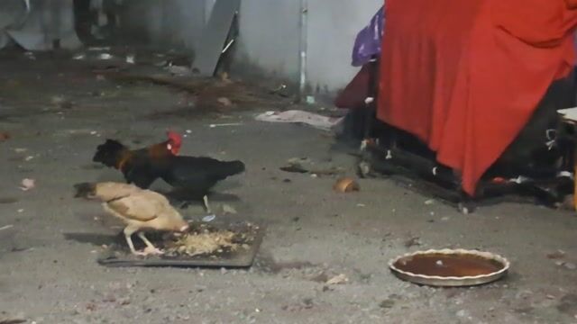 Gà giống cả trống và mái. Mua bán Gà tại Thành phố Thuận An Bình Dương được đăng bởi Hoàng Hà hình 1