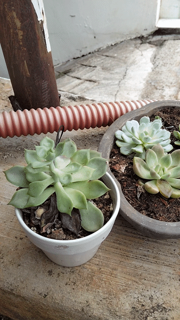 Combo 5 chậu sứ đã qua sử dụng (tặng kèm sen đá). Mua bán Cây cảnh, đồ trang trí tại Thành phố Buôn Ma Thuột Đắk Lắk được đăng bởi Nguyễn Thị Phương Thúy hình 1