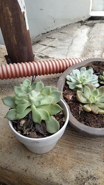 Combo 5 chậu sứ đã qua sử dụng (tặng kèm sen đá). Mua bán Cây cảnh, đồ trang trí tại Thành phố Buôn Ma Thuột Đắk Lắk được đăng bởi Nguyễn Thị Phương Thúy hình 1