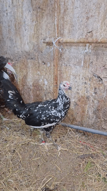CHUYÊN TRỨNG,GÀ CON MỸ F1, PERU MỸ F1 LỚN KG. Mua bán Gà tại Quận Bình Thạnh Tp Hồ Chí Minh được đăng bởi Long Pham hình 1