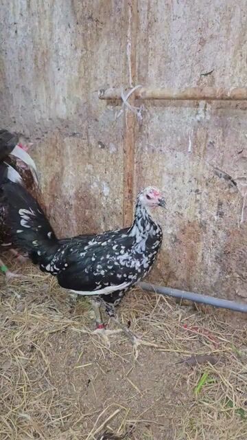 CHUYÊN TRỨNG,GÀ CON MỸ F1, PERU MỸ F1 LỚN KG. Mua bán Gà tại Quận Bình Thạnh Tp Hồ Chí Minh được đăng bởi Long Pham hình 1