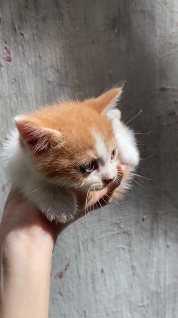 Mèo anh lông ngắn thuần chủng. Mua bán Mèo tại Quận Thanh Xuân Hà Nội được đăng bởi Hà Nguyễn hình 1
