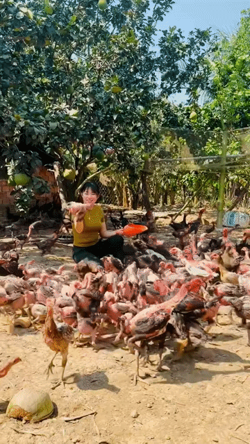 Gà Đòn chuẩn. Mua bán Gà tại Huyện Đạ Tẻh Lâm Đồng được đăng bởi Xe Máy An Quyên  hình 1