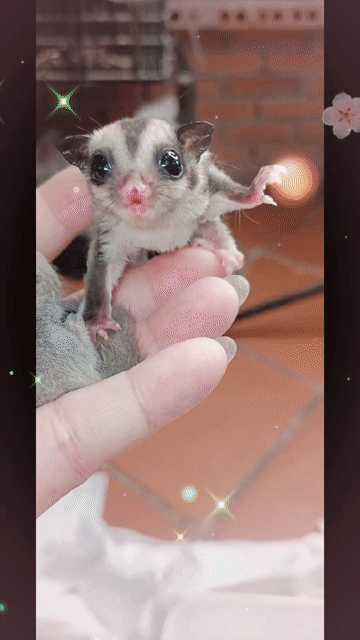 Sóc bay úc siêu cute , ngoan hiền. Mua bán Thú cưng khác tại Huyện Hóc Môn Tp Hồ Chí Minh được đăng bởi Quỳnh Quỳnh hình 1