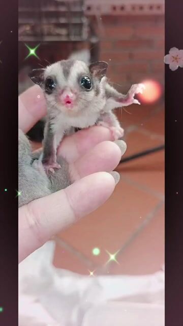 Sóc bay úc siêu cute , ngoan hiền. Mua bán Thú cưng khác tại Huyện Hóc Môn Tp Hồ Chí Minh được đăng bởi Quỳnh Quỳnh hình 1