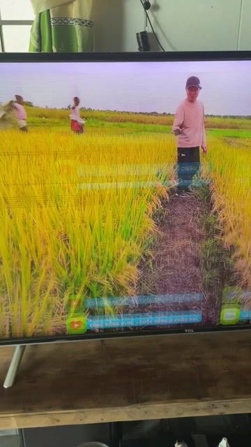 Tivi TCL L50P62-UF Lỗi như hình. Mua bán Tivi, Âm thanh tại Huyện Lai Vung Đồng Tháp được đăng bởi Duy Nguyen hình 1