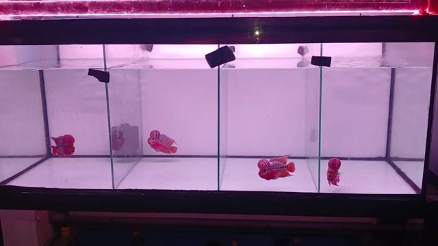 Cá cảnh 2 ngón 2 tone. Mua bán Thú cưng khác tại Quận Bình Tân Tp Hồ Chí Minh được đăng bởi Lê kim phát hình 1