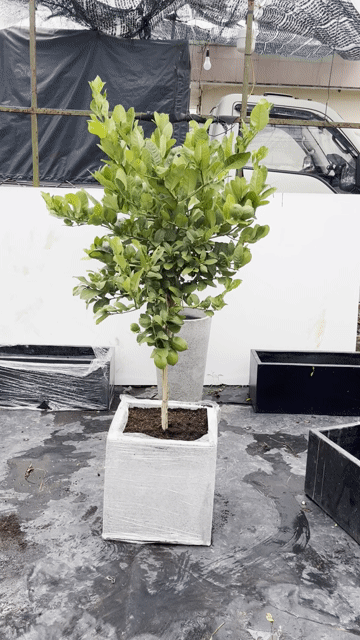 Cây cảnh Chanh vàng 1.6m chậu 40 vuông. Mua bán Cây cảnh, đồ trang trí tại Thành phố Thủ Đức Tp Hồ Chí Minh được đăng bởi Bảo hình 1