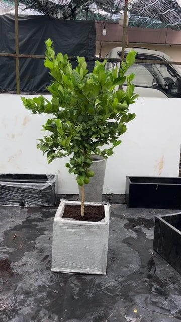 Cây cảnh Chanh vàng 1.6m chậu 40 vuông. Mua bán Cây cảnh, đồ trang trí tại Thành phố Thủ Đức Tp Hồ Chí Minh được đăng bởi Bảo hình 1