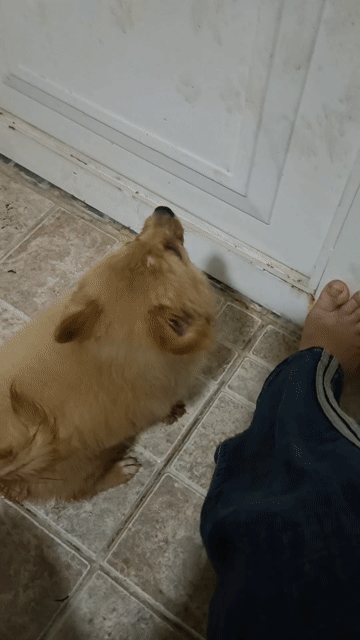 Chó Poodle Vàng kem. Mua bán Chó tại Thành phố Vũng Tàu Bà Rịa - Vũng Tàu được đăng bởi kim kim hình 1