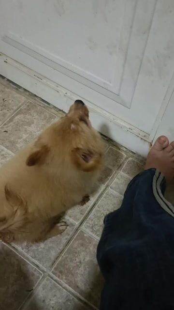 Chó Poodle Vàng kem. Mua bán Chó tại Thành phố Vũng Tàu Bà Rịa - Vũng Tàu được đăng bởi kim kim hình 1