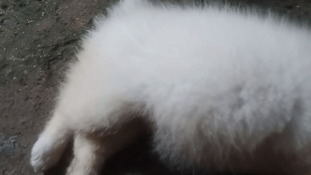 Chó Samoyed trắng thân thiện. Mua bán Chó tại Huyện Củ Chi Tp Hồ Chí Minh được đăng bởi Huỳnh Phương Ngân hình 1