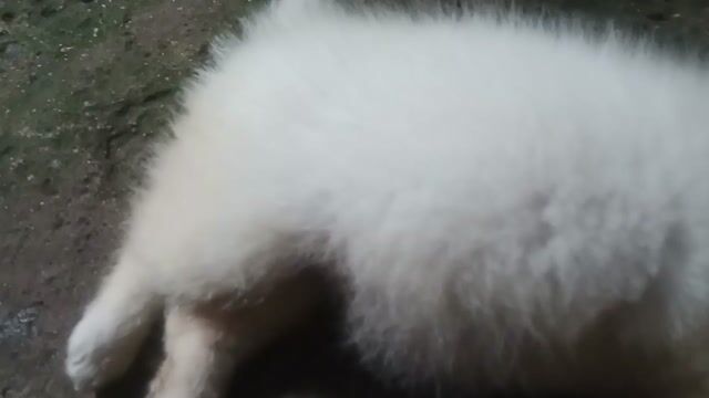 Chó Samoyed trắng thân thiện. Mua bán Chó tại Huyện Củ Chi Tp Hồ Chí Minh được đăng bởi Huỳnh Phương Ngân hình 1