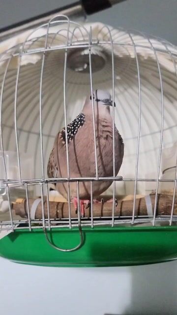Chim cu gáy mái dạng người. Mua bán Chim tại Quận 7 Tp Hồ Chí Minh được đăng bởi binh hình 1