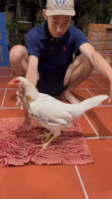 Gà Thái Mỹ mái 2.4kg-2.5kg Trắng Nâu. Mua bán Gà tại Huyện Thủ Thừa Long An được đăng bởi nguyen minh hy hình 1