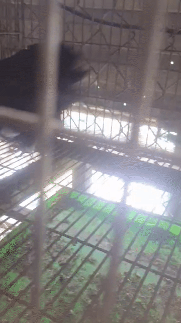 Chim bồ câu gà loại 1, trống màu đen và lai gà. Mua bán Chim tại Quận Tân Phú Tp Hồ Chí Minh được đăng bởi tấn Hiệp hình 1