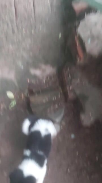 Chó con, giống cỏ, mực. Mua bán Chó tại Huyện Hóc Môn Tp Hồ Chí Minh được đăng bởi Ngọc Trí hình 1