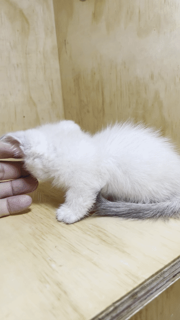 Mèo ALN chân lùn Trắng mắt Xanh đã tiêm ngừa. Mua bán Mèo tại Quận Tân Phú Tp Hồ Chí Minh được đăng bởi Nguyễn Xuân Thắng hình 1