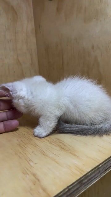Mèo ALN chân lùn Trắng mắt Xanh đã tiêm ngừa. Mua bán Mèo tại Quận Tân Phú Tp Hồ Chí Minh được đăng bởi Nguyễn Xuân Thắng hình 1