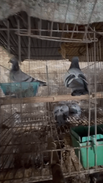 Chim bồ câu non cái nuôi làm cảnh. Mua bán Chim tại Quận Bắc Từ Liêm Hà Nội được đăng bởi Lưu anh Nam  hình 1