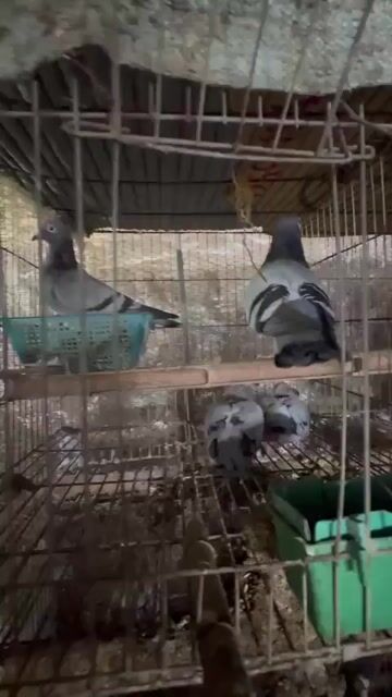 Chim bồ câu non cái nuôi làm cảnh. Mua bán Chim tại Quận Bắc Từ Liêm Hà Nội được đăng bởi Lưu anh Nam  hình 1