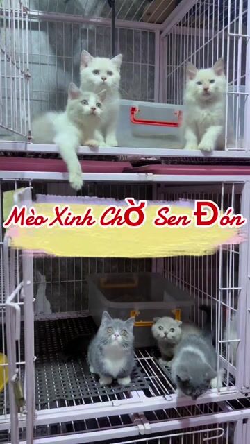 q3 mèo từ 1.7🐬 , xinh ngoan iu đủ dòng , bhanh 7ng. Mua bán Mèo tại Quận 3 Tp Hồ Chí Minh được đăng bởi Kim Phương hình 1