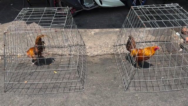 Simon kelso. Mua bán Gà tại Quận 8 Tp Hồ Chí Minh được đăng bởi Tấn Sang hình 1