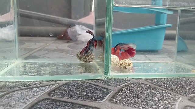 halfmoon nemokoi , halfmoon galaxy. Mua bán Thú cưng khác tại Quận Thanh Khê Đà Nẵng được đăng bởi Anh Duy Lê hình 1