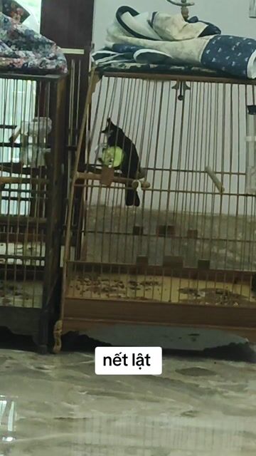 Chim chào mào cafe Thuần 95%. Mua bán Chim tại Huyện Thanh Oai Hà Nội được đăng bởi Mạnh Mun hình 1