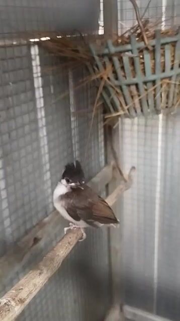 Chim chào mào non. Mua bán Chim tại Huyện Hòa Vang Đà Nẵng được đăng bởi nguyễn hình 1
