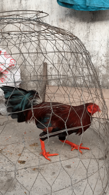 điều mặt 2k6. Mua bán Gà tại Huyện Bình Chánh Tp Hồ Chí Minh được đăng bởi Văn Mãnh hình 1