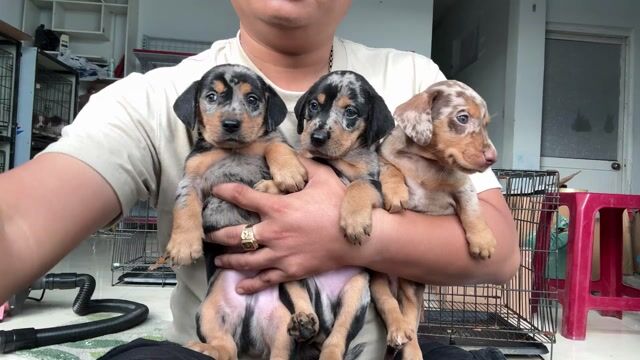 Chó lạp xưởng thuần chủng. Mua bán Chó tại Quận Liên Chiểu Đà Nẵng được đăng bởi V Petshop Đà Nẵng hình 1