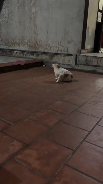 Chó Nhật 5kg Đa sắc. Mua bán Chó tại Huyện Kiến Xương Thái Bình được đăng bởi si hai hình 1