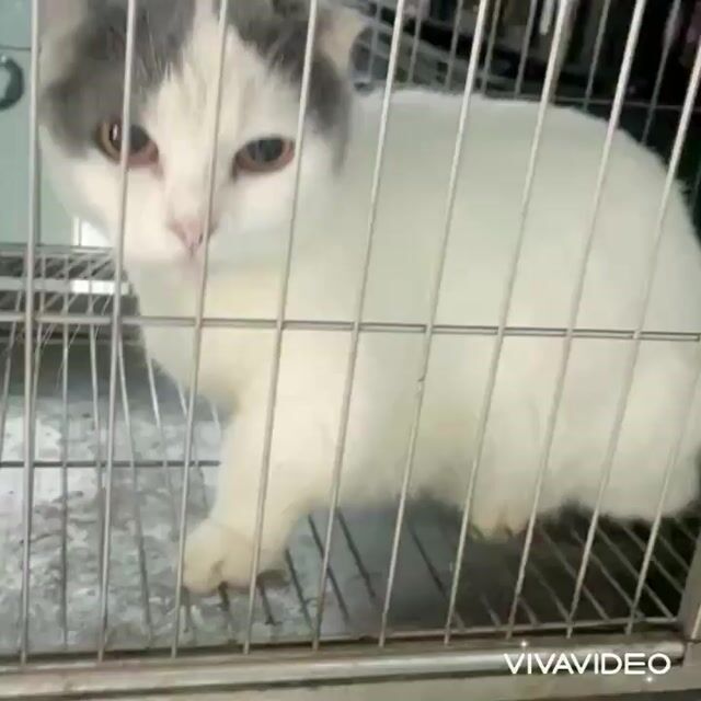 Mèo Munchkin tai cụp cái 7-8 tháng. Mua bán Mèo tại Huyện Hóc Môn Tp Hồ Chí Minh được đăng bởi SIÊU PET SG UY TÍN  hình 1