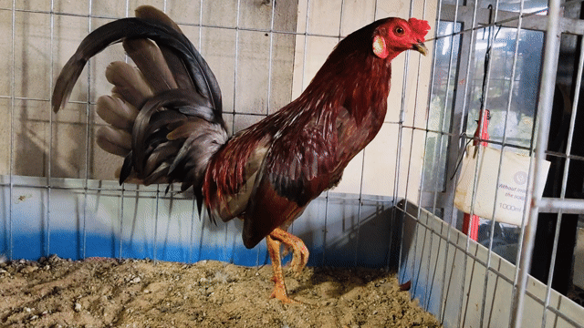 Gà tre Xám Mỹ 1kg2. Mua bán Gà tại Huyện Củ Chi Tp Hồ Chí Minh được đăng bởi Gà Tre Gà Nòi Gà Cảnh Củ Chi hình 1