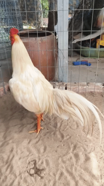 thai mỹ 2 k6 tay giữ . Mua bán Gà tại Quận Ninh Kiều Cần Thơ được đăng bởi Đồ Gỗ phước lộc hình 1
