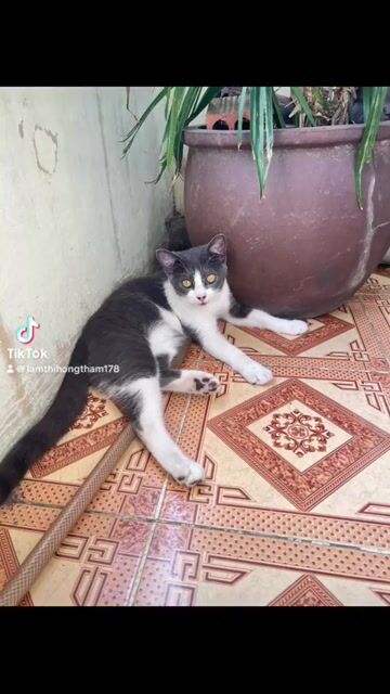 Mèo lai Xám mèo con khỏe mạnh. Mua bán Mèo tại Thành phố Thủ Đức Tp Hồ Chí Minh được đăng bởi Hồng Thắm hình 1