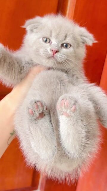 Mèo ALN. Mua bán Mèo tại Quận Đống Đa Hà Nội được đăng bởi Bùi thị loan hình 1