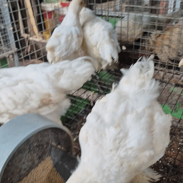 Gà Brahma Gần 2 tháng . Mua bán Gà tại Thành phố Thủ Đức Tp Hồ Chí Minh được đăng bởi Gà Cảnh Bình Dương hình 1