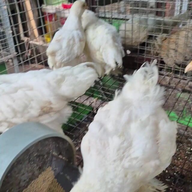 Gà Brahma Gần 2 tháng . Mua bán Gà tại Thành phố Thủ Đức Tp Hồ Chí Minh được đăng bởi Gà Cảnh Bình Dương hình 1