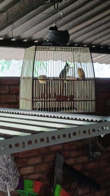 Chim chào mào 3 mùa lỗi ngoáy. Mua bán Chim tại Thị xã Tân Uyên Bình Dương được đăng bởi Minh Trí hình 1
