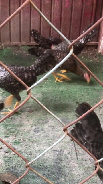 Gà mái Cuban đen đốm 5-6 tháng. Mua bán Gà tại Huyện Hóc Môn Tp Hồ Chí Minh được đăng bởi trại gà tre cuban  hình 1