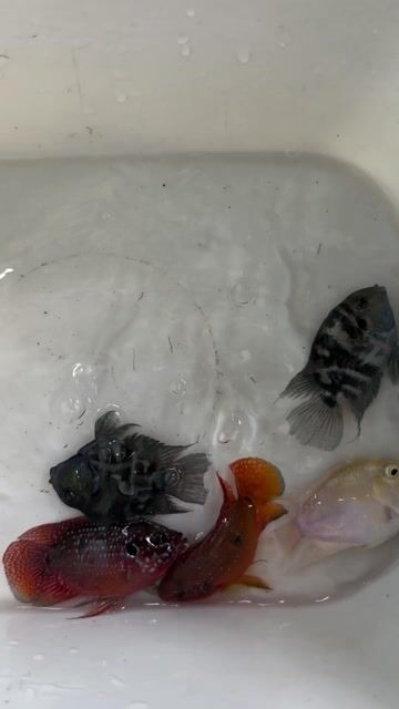 Cá kim cương đỏ size cối sinh sản màu Đỏ. Mua bán Thú cưng khác tại Quận Bình Tân Tp Hồ Chí Minh được đăng bởi Quỳnh Nhi Trần hình 1