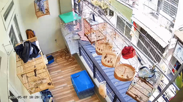 Chim Sơn ca 2 mùa. Mua bán Chim tại Quận 8 Tp Hồ Chí Minh được đăng bởi Linh Hổ  hình 1