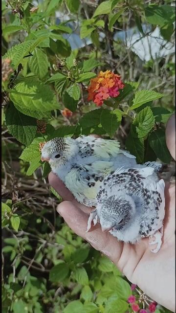 Chim Yến phụng non Vàng Xám. Mua bán Chim tại Thành phố Long Xuyên An Giang được đăng bởi Tuấn hình 1