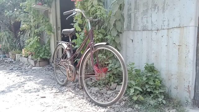 Xe đạp cổ điển nữ màu Nâu đỏ. Mua bán Xe đạp tại Thành phố Thủ Đức Tp Hồ Chí Minh được đăng bởi Thanh Lâm 058 hình 1